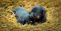 Cute Dachshund puppies lying in the backyard, cuddle and play with newborn siblings, explore, watch and learn the environment,