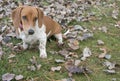 Cute dachshund puppy dog in leaves on green grass Royalty Free Stock Photo