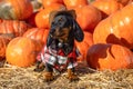 Cute Dachshund puppy, dressed in a village check shirt and a cowboy hat, standing nearby a heap a pumpkin harvest at the