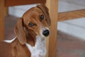 Cute dachshund puppy looking unsure with head tilt