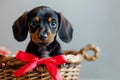 Cute dachshund puppy with red bow in basket, rustic brick wall on background