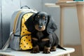 Cute dachshund puppy, school uniform , sits on desk