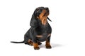 Cute dachshund puppy sits and looks up, begging for something from owner. Pet obediently executes command and waits for