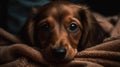 A dachshund puppy snuggled up in a blanket created with Generative AI
