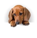 Cute Dachshund Puppy with white banner for text Royalty Free Stock Photo