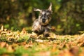 Cute dachshund running in colorful autum leaves