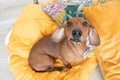 Cute dachshund top view sits on orange pillows