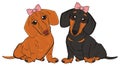 Cute dachshunds girls