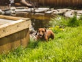 Cute Dachsund Dog Eating Grass Royalty Free Stock Photo