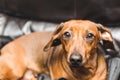 Cute Dachsund or Weiner Dog Royalty Free Stock Photo