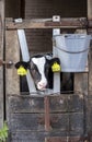 Cute dairy calf looks through the bars of the stable, bucket and calf