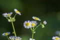 cute daisies close up on a blurred natural background