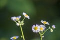 cute daisies close up on a blurred natural background Royalty Free Stock Photo