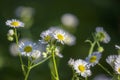 cute daisies close up on a blurred natural background