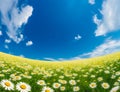 Cute daisy field and blue sky wallpaper