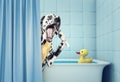 Cute dalmatian in the bath Royalty Free Stock Photo