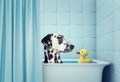 Cute dalmatian dog in the bath Royalty Free Stock Photo