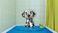 Cute dalmatian dog in the bath with duck toy Royalty Free Stock Photo