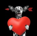 Cute dalmatian dog is falling in love on valentines day. Isolated on black