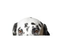 Cute dalmatian dog is hiding. Isolated on white Royalty Free Stock Photo