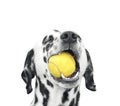 Cute dalmatian dog holding a ball in the mouth. Isolated on white Royalty Free Stock Photo