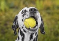 Cute dalmatian dog holding a ball in the mouth. Outdoor Royalty Free Stock Photo