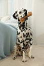 Cute Dalmatian dog holding chew bone in mouth indoors