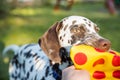 Cute dalmatian dog holding a yellow ball in the mouth. Isolated on nature background.Dalmatian puppy, dog playing with toy in the Royalty Free Stock Photo