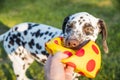 Cute dalmatian dog holding a yellow ball in the mouth. Isolated on nature background.Dalmatian puppy, dog playing with toy in the Royalty Free Stock Photo