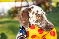 Cute dalmatian dog holding a yellow ball in the mouth. Isolated on nature background.Dalmatian puppy, dog playing with toy in the Royalty Free Stock Photo