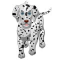 Cute Dalmatian Dog