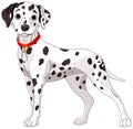Cute Dalmatian Dog Royalty Free Stock Photo