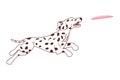 Cute Dalmatian dog jumping to catch a flying disc