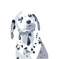 Cute, cute Dalmatian dog looks straight with its head turned.Vector illustration isolated on a white Royalty Free Stock Photo