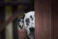 Cute dalmatian dog playing outdoor and hiding Royalty Free Stock Photo