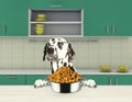 Cute dalmatian dog refuse to eat dry food