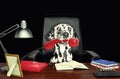 Cute dalmatian dog sitting on leather chair with telephone in his mouth. on black Royalty Free Stock Photo