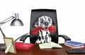 Cute dalmatian dog sitting on leather chair with telephone in his mouth. Isolated on white Royalty Free Stock Photo