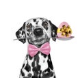 Cute dalmatian dog with spoon and easter egg. Isolated on white