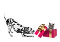 Cute dalmatian dog standing near his birthday gift box with cat Royalty Free Stock Photo