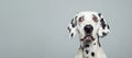 Cute Dalmatian Dog studio shot with pastel color background. Head shot of happy smiling Dalmatian dog, sitting up facing front.