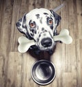 Cute dalmatian dog with a tasty bone in his mouth