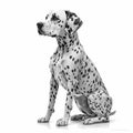 Dalmatian Dog Isolated White. Generative AI Royalty Free Stock Photo