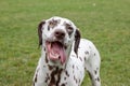 Cute dalmatian puppy with lolling tongue is standing on a spring meadow. Pet animals. Royalty Free Stock Photo