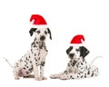 Cute dalmatian puppy`s wearing santa`s hat Royalty Free Stock Photo