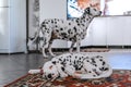 Cute Dalmatian puppy sleeping on the carpet in the kitchen. In the background, an adult Dalmatian. SDOF Focus on
