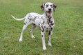 Cute dalmatian puppy is standing in a green grass. Pet animals. Royalty Free Stock Photo