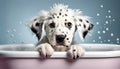 Cute Dalmatian puppy taking a bath in a bathtub Royalty Free Stock Photo