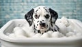 Cute dalmatian puppy taking a bath with foam Royalty Free Stock Photo