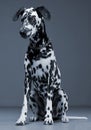 Cute dalmatians sitting and looking down in a blue background phot